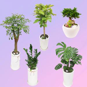 익산시 꽃배달 개업화분 공기정화식물 개업선물 축하화분 카페 사무실 당일 천사꽃배달