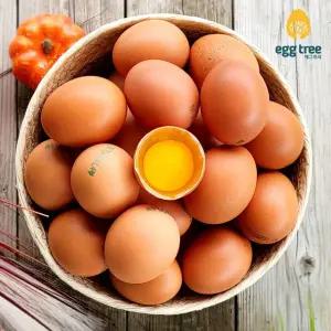 농장직송 오늘 낳은 달걀 특란60구(3600g)