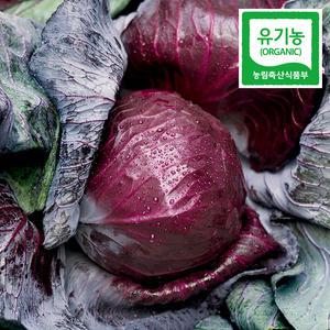 친환경 유기농 적양배추 적채 5kg