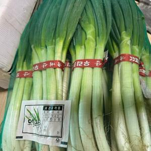 알싸하고 달큼한 맛 국내산 가정용 업소용 흙대파