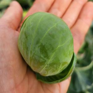 작고 통통한 크기에 담긴 달콤한 맛 미니양배추 방울양배추