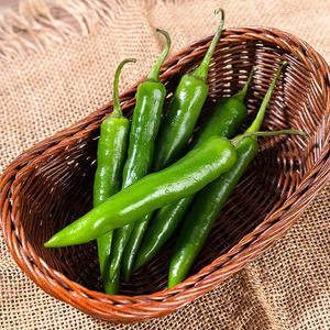 싱싱 국산 오이 고추 1kg 풋고추 아삭이고추 아삭고추 안 매운고추 생고추 반찬거리