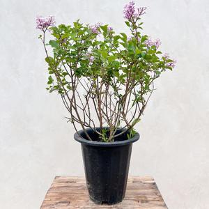 라일락 미스김라일락 수수꽃다리 나무 묘목 화분