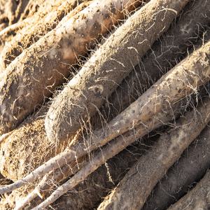 참마 생마 마사토 유기농 마가루용 마즙용 안동산마 국내산 햇마 자연산 산약마 못난이마 국내산마 3kg