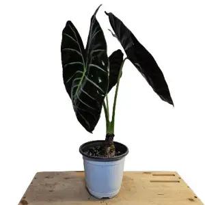 알로카시아왓소니아글로시(fb281)