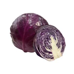 붉은양배추(적채)