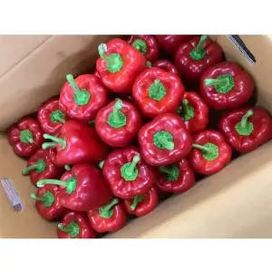 국내산 못난이 홍파프리카 빨간파프리카 5kg