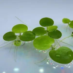 아마존 프로그비트 4촉