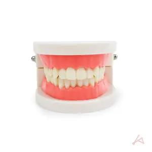 치아 모형/세트/구강/교육/가짜/이빨/실습/학습/덴탈/아동용/유아용/키즈용/어린이/주니어/학교용/학원용