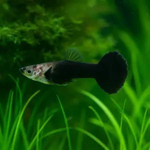 하프블랙 구피 1쌍