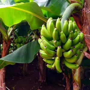 [나무팜]몽키바나나나무 화분(키30-40cm내/6치화분포함)몽키바나나묘목 열대과일식물 조경용 관상용 반려식물