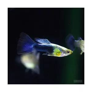 멀티 블루구피 (1쌍)