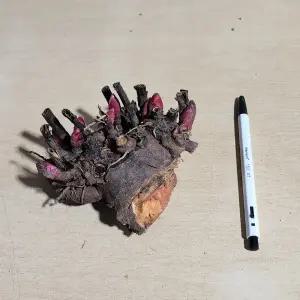 토종작약모종(3년생 종근 6-8촉)10개 색상랜덤 ca2510