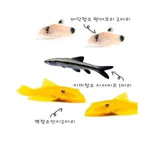 [주니멀열대어]어항청소물고기 3총사[바닥,이끼,어항벽 청소]관상어