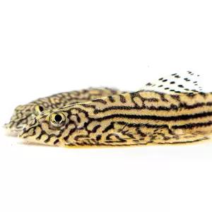 [주니멀열대어][청소물고기] 힐스트림 로치 4cm 내외관상어