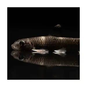 [주니멀열대어]이끼청소물고기[잉어]팬더가라루파 3cm내외관상어