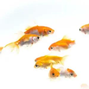 [주니멀열대어]금붕어 [키우기쉬운 물고기 ] 10마리 세트관상어