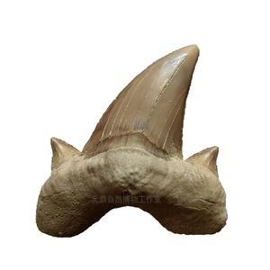 메갈로돈 이빨 화석 상어 송곳니 A 고고학 원석