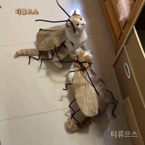 고양이 강아지 바퀴벌레 옷 코스프레 코스튬 벌레 웃긴 엽기 티류으스