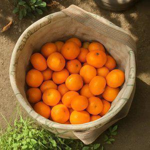 달콤한 제주 서귀포 고당도 노지 감귤 9kg S-M 로얄과