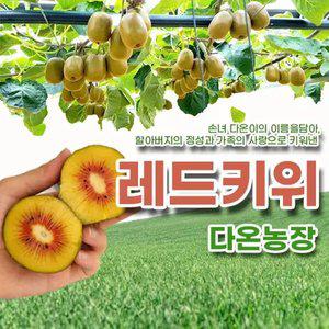 [다온농장] 고흥 레드키위 3kg(한입과,소과,중과,대과)