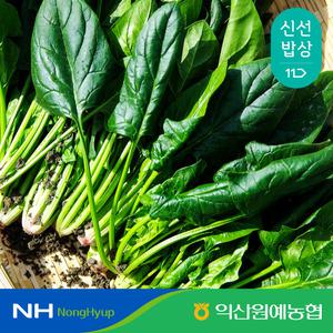 [익산원예농협] 최상급 싱싱함 국내산 직접선별 시금치 특 1kg