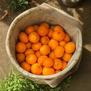 달콤한 제주 서귀포 고당도 노지 감귤 9kg S-M 로얄과