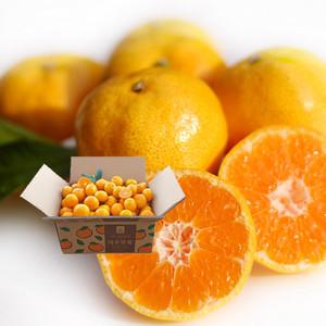 감귤의신 토일월3일 특별구성! 2025년 햇 새콤달콤 제주 감귤 노지 황금향