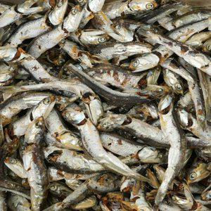 [품질보장] 이순신수산 남해통영 멸치 다시멸치 1.5kg [상] (다시,육수용)