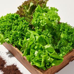 [품질보장]무농약 유럽식 샐러드채소 2kg 3~6종 랜덤발송