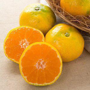 새콤달콤 제주 햇 노지 조생감귤 4.5kg 로얄과 (S-M)