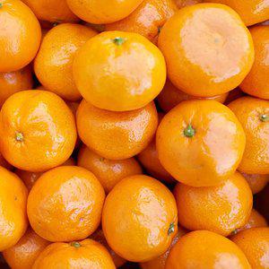 고당도 제주효돈 햇 노지 감귤 10kg