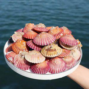 통영 홍가리비 3kg 5kg 당일작업 조개구이 제철 가리비