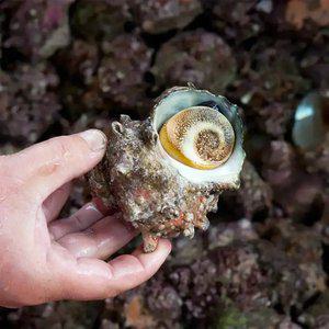 [산지플러스] 통영산 뿔소라 2kg 10-22미