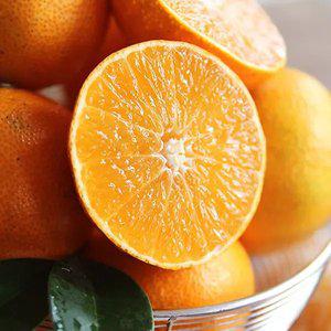 [농할가 12,690]제주 노지 황금향 4.5kg혼합과 20~45과 내외 외