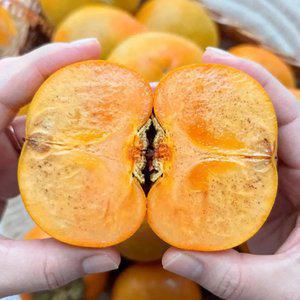 가정용 경남 햇단감 산지직송 제철단감 5kg (35과내외)