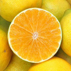 제주 서귀포 황금향 4kg 로얄소과