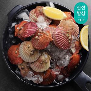 남해안 홍 가리비 4kg