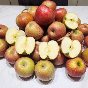 청송 사과 가정용 부사 2kg 4kg 꼬마과 중과 중대과 경북 꿀사과