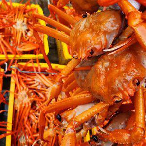 [산지플러스] 울진군 후포 A급 자숙 박달홍게 3kg (수율 80-90%)