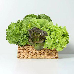 당일수확 국내 재배 샐러드 채소 1kg(3~5종랜덤구성) / 부여굿뜨래