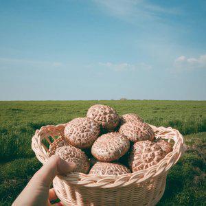표고버섯 1kg 국산 무농약 건표고 생표고 버섯도매
