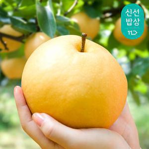 아삭아삭 시원한 나주 추황배 5kg(11-13과) 나주배