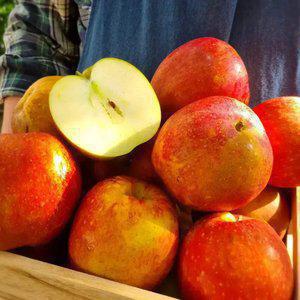 [25년 마지막 물량] 가정용 꿀사과 감홍사과 5kg 중소과 23~28과