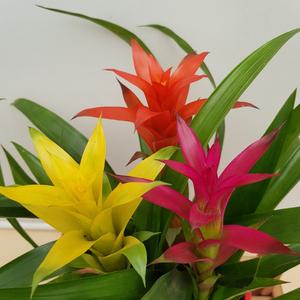 [소나무길] 세가지 색상의 아나나스 구즈마니아 삼색체리 미니  290