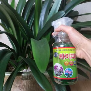 풍란 호접란 영양제 동양난 난초 대엽 소엽 비료 난