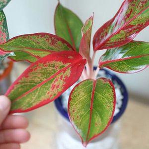 오로라 실내식물 화분 키우기쉬운 꽃 키우기