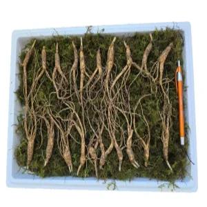 천생삼 산양산삼 못난이 파지삼 5~6년근 A급 20뿌리 산삼 산양삼 장뇌삼