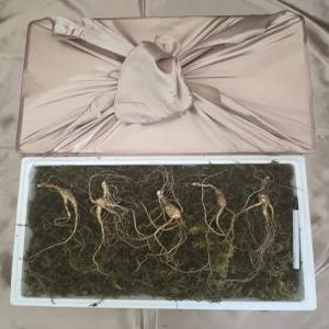 천생삼 산양산삼 9~10년근 정삼 5뿌리 산삼 산양삼 장뇌삼