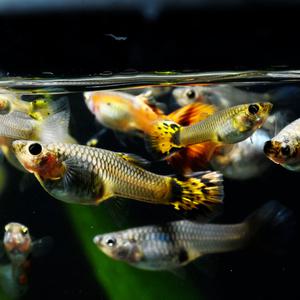 [서진열대어] 일반구피-G-f02 출산임박 구피(2마리,6마리 선택)